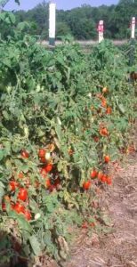 How to Save Tomato Seeds Without Giving up the Tomatoes Image